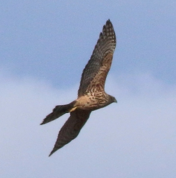 ID rapace
